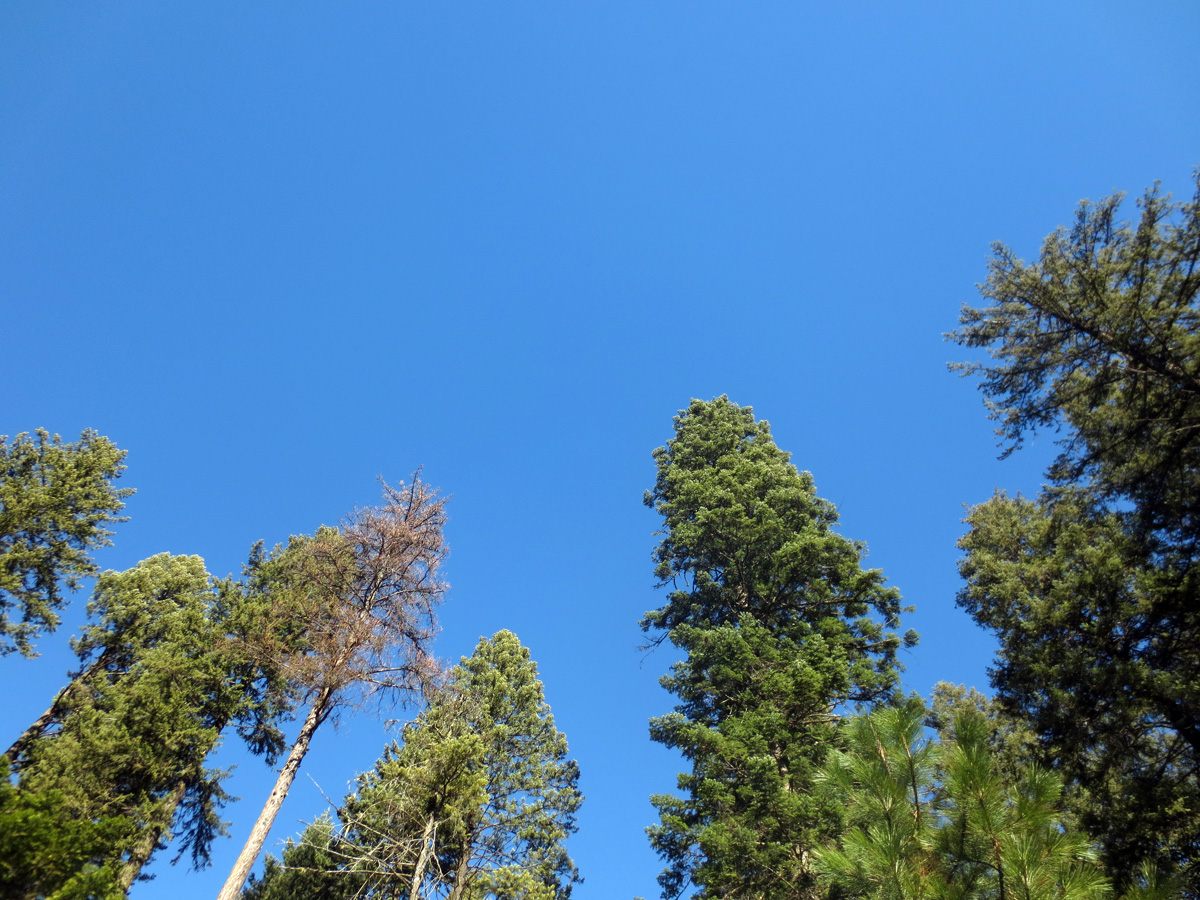 Tree tops by Susan Fluegel